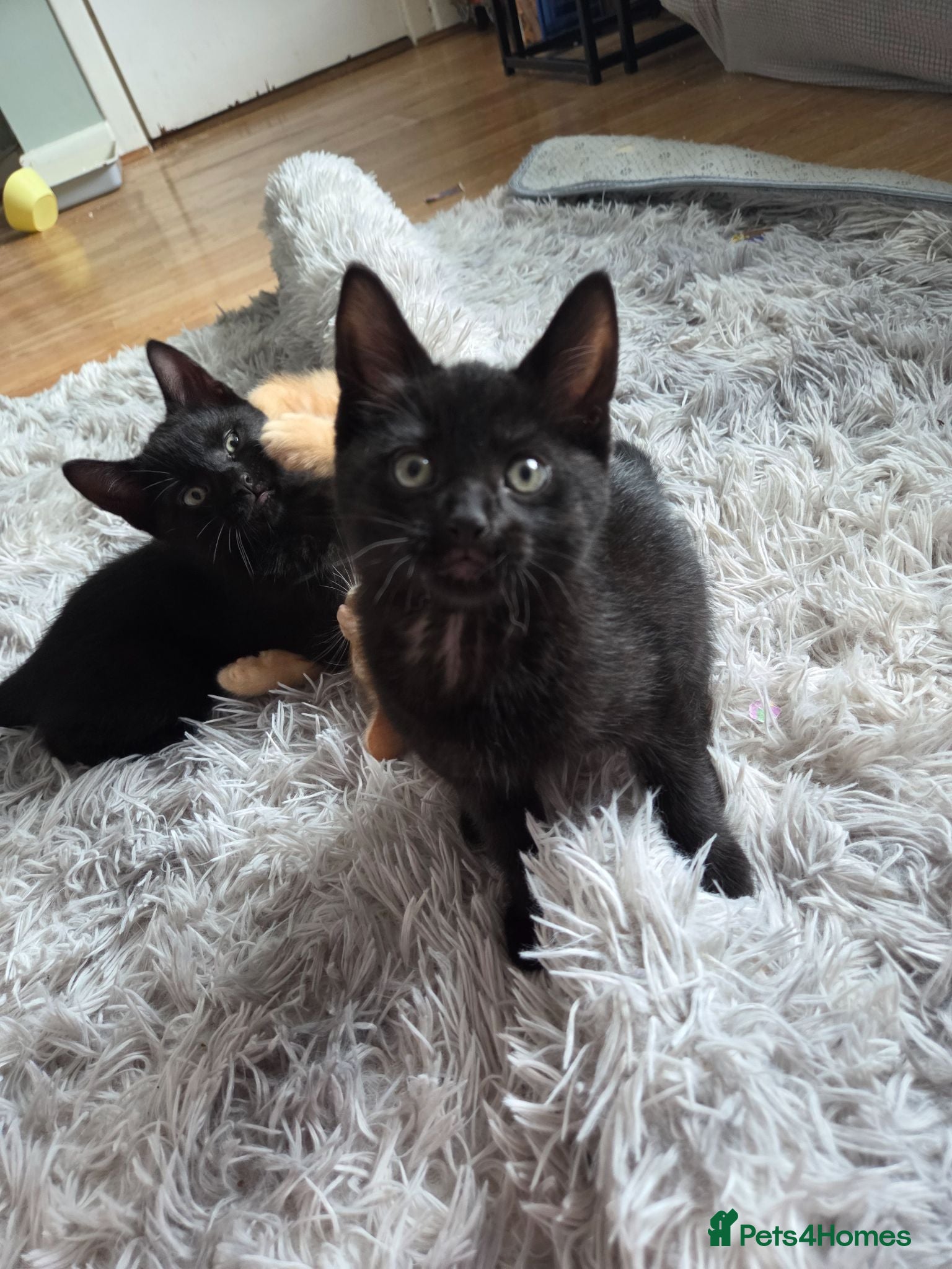 Mixed Breed cats READY TO LEAVE Domestic short hair X British blue  - Advert 18
