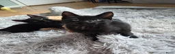Mixed Breed cats for sale: READY TO LEAVE Domestic short hair X British blue  - Advert 1