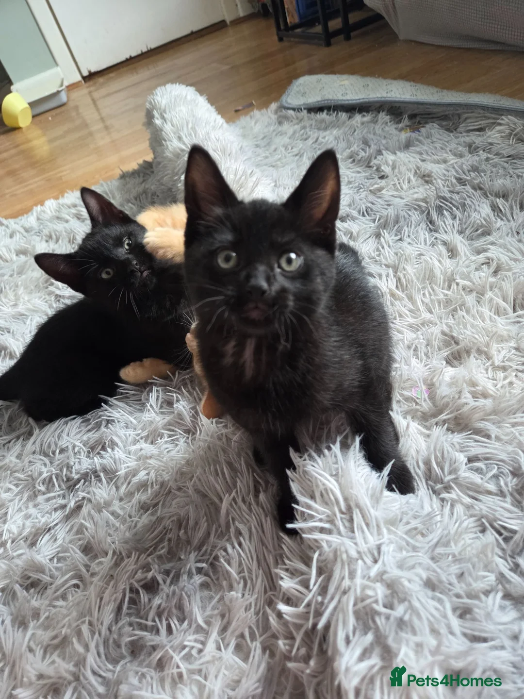 Mixed Breed cats for sale: READY TO LEAVE Domestic short hair X British blue  - Advert 1