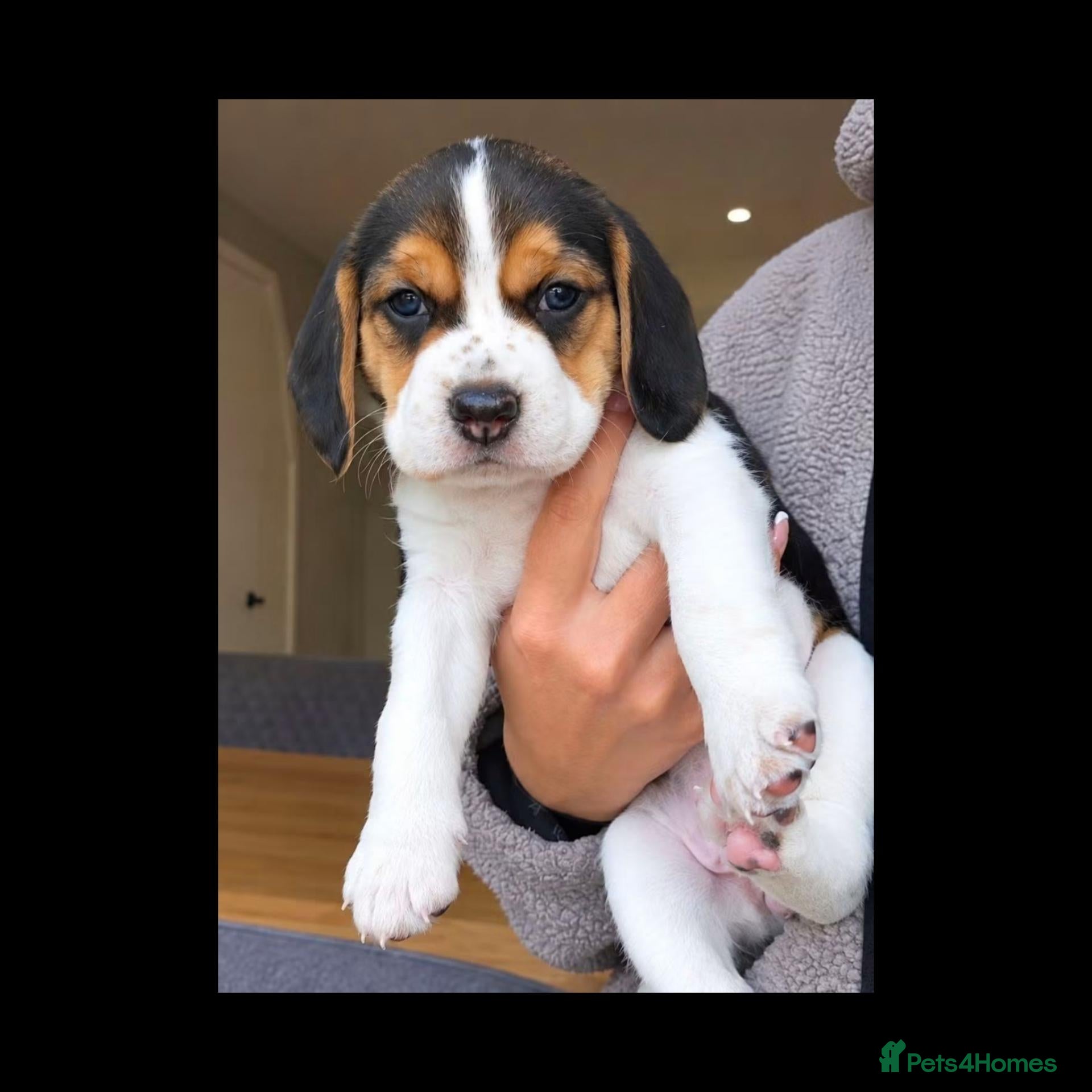 Beagle dogs Beagle puppy - Advert 1