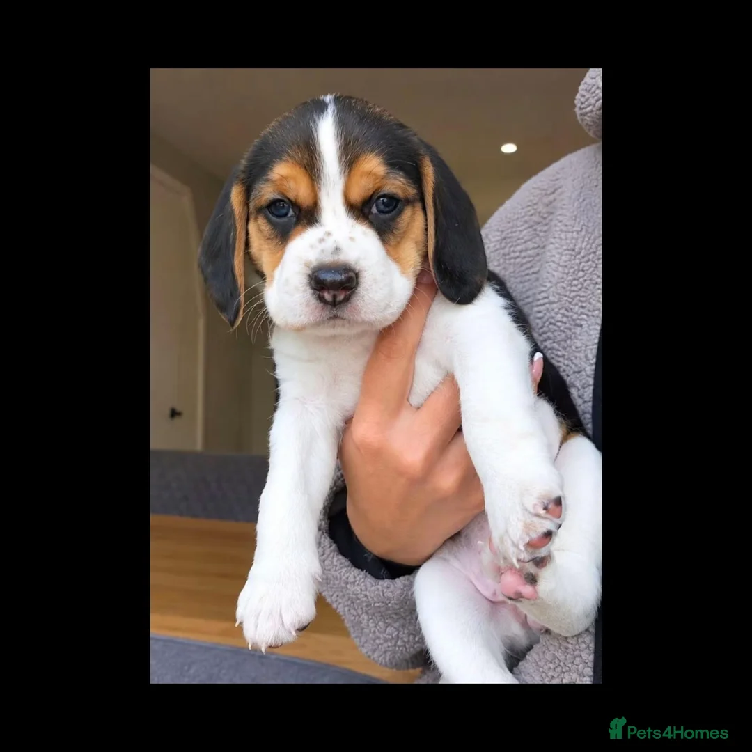 Beagle dogs for sale: Beagle puppy - Advert 1