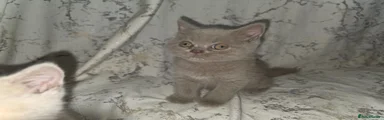 British Shorthair 2