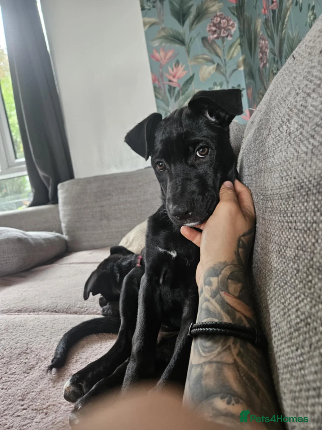 Mixed Breed dogs for sale: German Shepherd x Cane corso puppies  - Advert 6