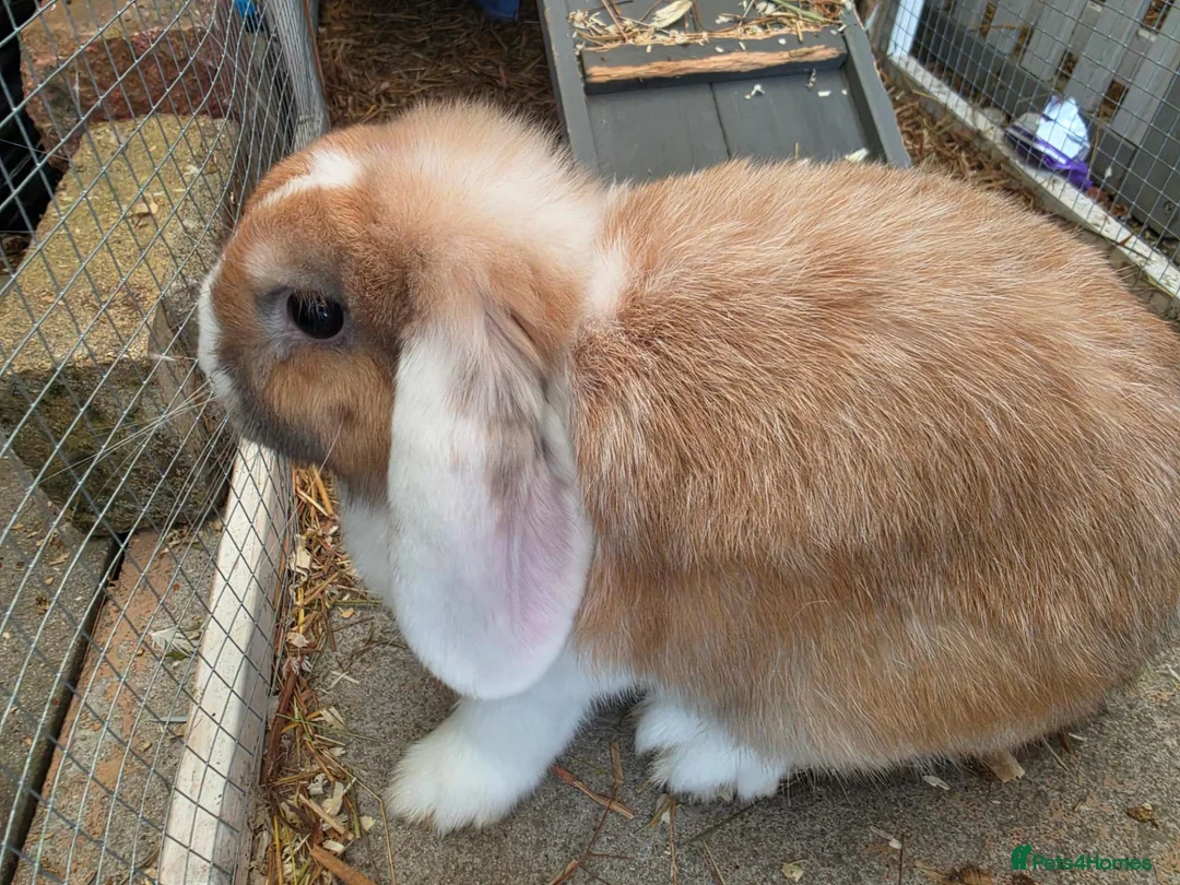 Mini Lop rabbits for sale: Female mini lop - Advert 1