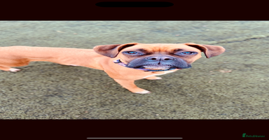 Boxer dogs - Advert 5