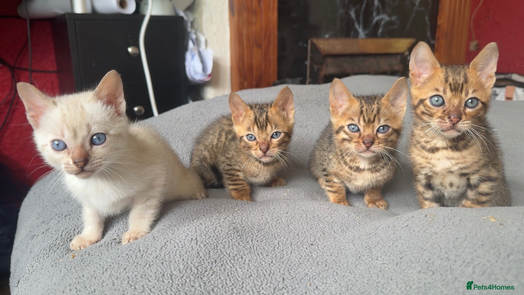Bengal cats Pedigree bengal kittens. Payment plans available  - Advert 5