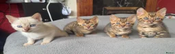 Bengal cats for sale: Pedigree bengal kittens. Payment plans available  - Advert 1