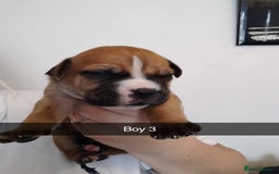 Mixed Breed dogs for sale: Beautiful mastiff cross pups - Image 4
