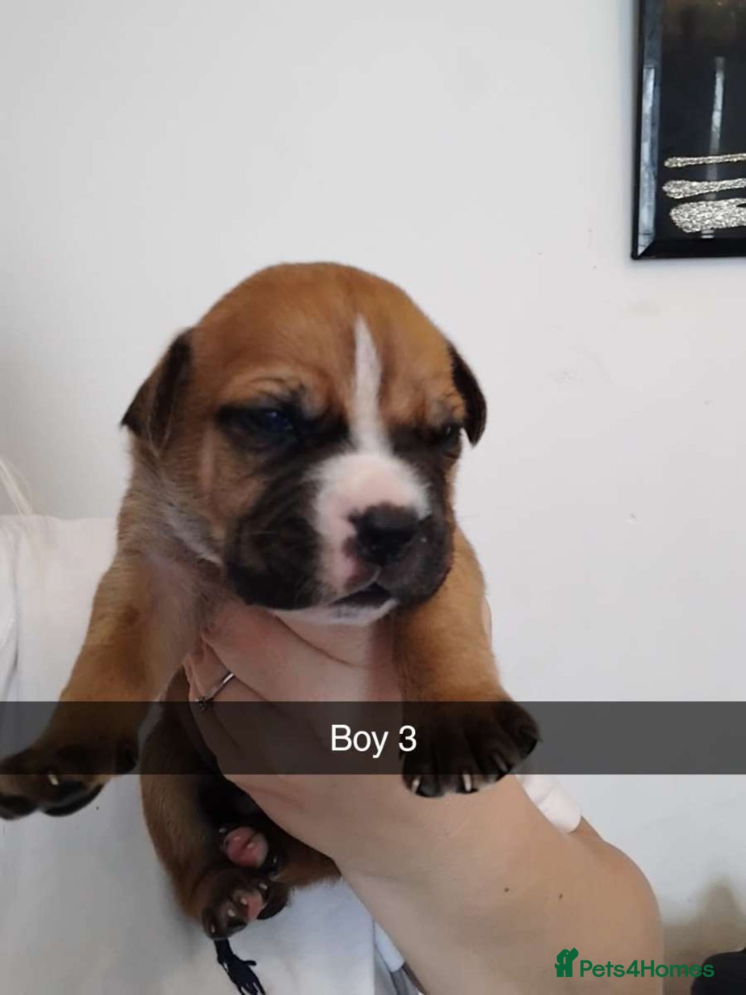 Mixed Breed dogs for sale: Beautiful mastiff cross pups - Image 4