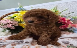 Toy Poodle dogs for sale: Kc reg deep red toy poodle council licensed  - Image 29