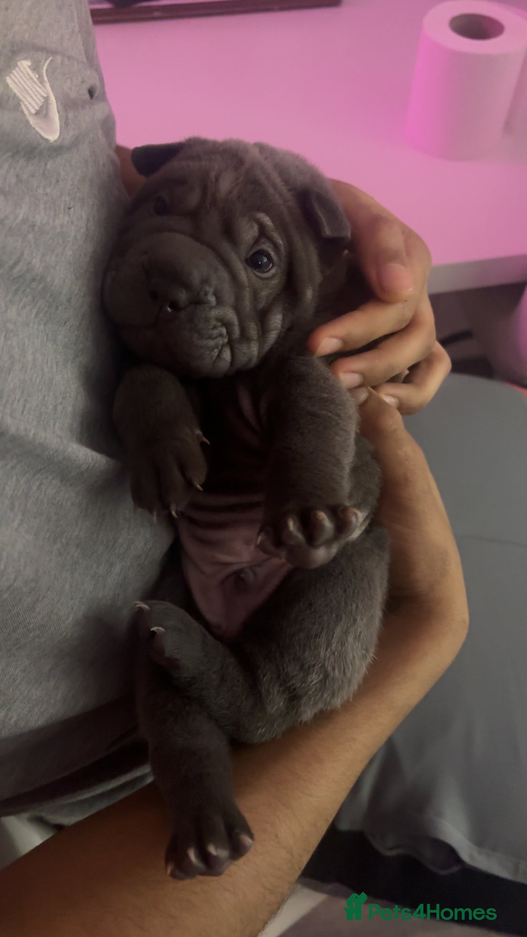 Shar Pei dogs for sale: Shar pei puppies - Advert 5