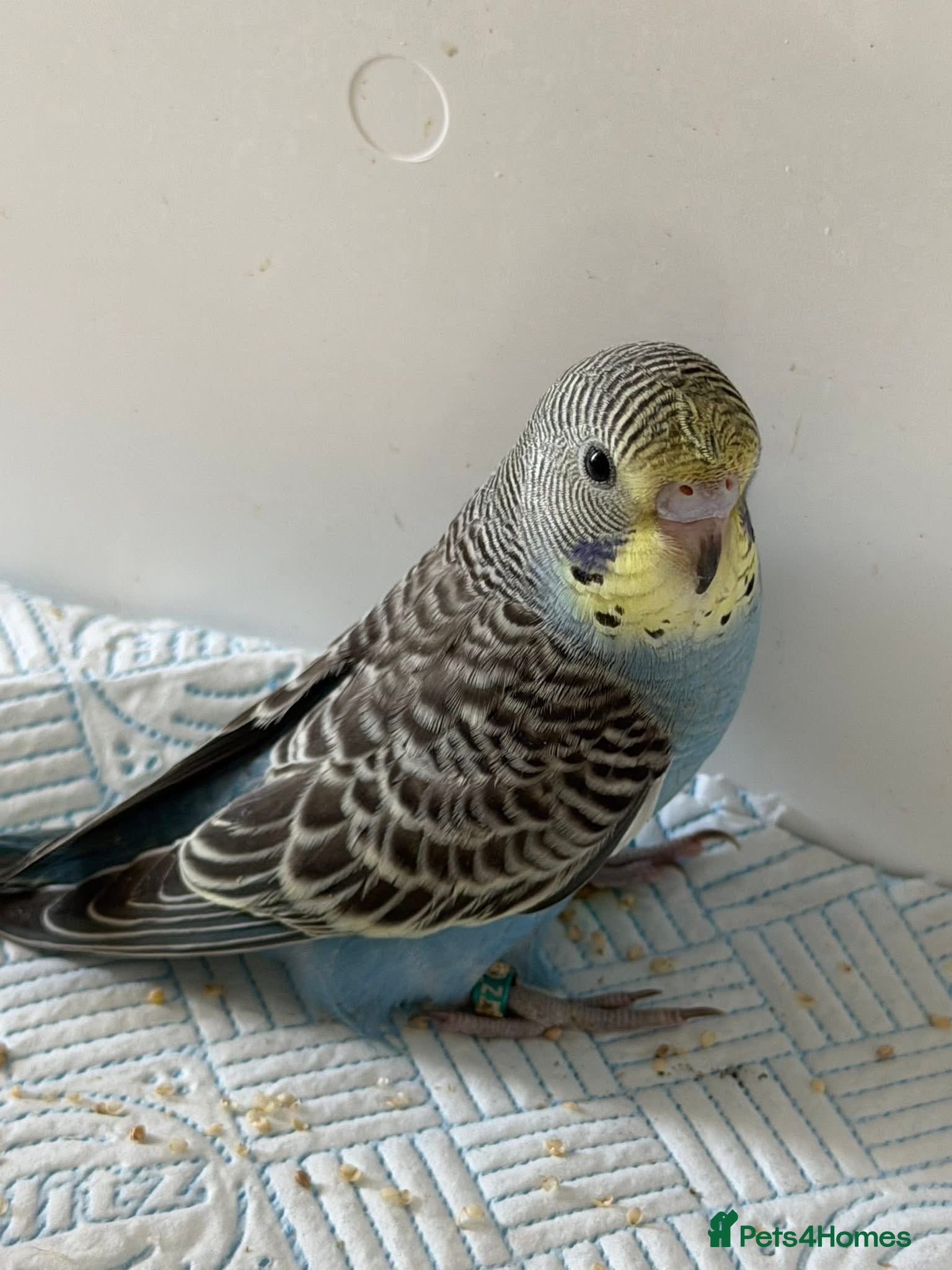 Budgerigars birds Two Budgie Hen Chicks Ready Soon  - Advert 5