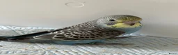 Budgerigars birds for sale: Budgie Chicks Ready Soon  - Advert 3