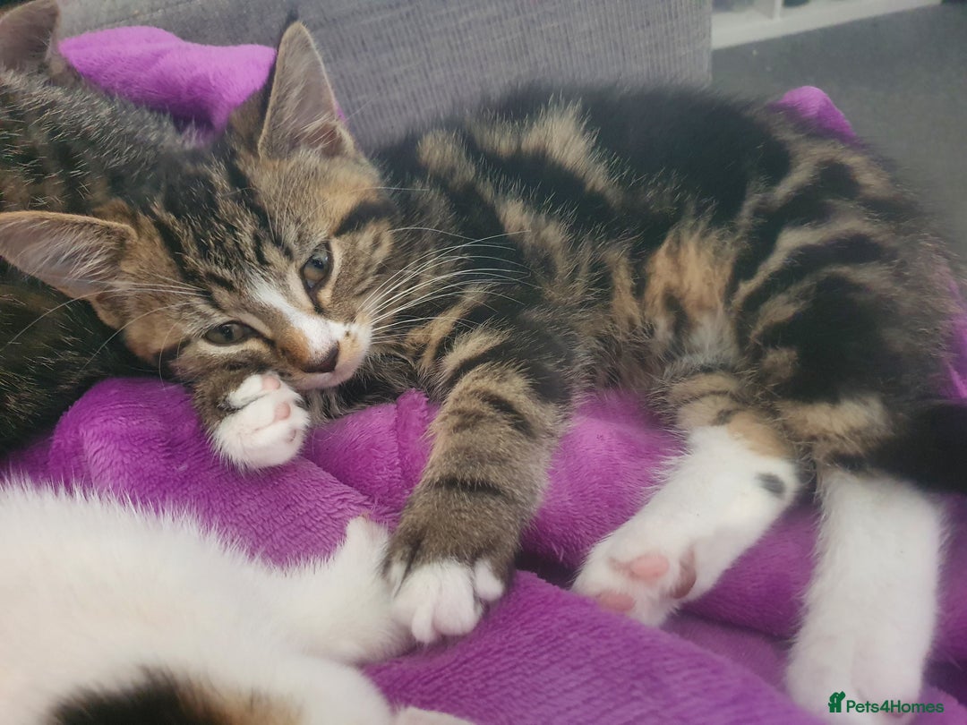 Mixed Breed cats for sale: The three musketeers are looking for new homes - Image 21