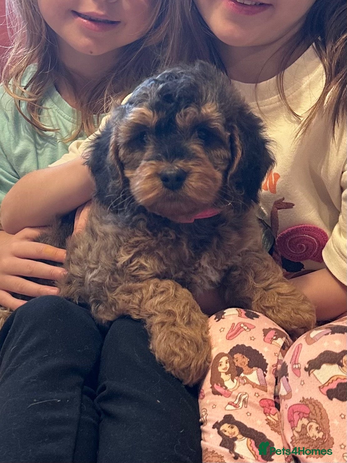 Cockapoo dogs Beautiful sable cockapoo, dna tested clear  - Advert 2