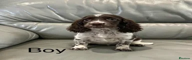Cocker Spaniel 4