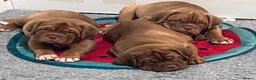 Dogue De Bordeaux dogs for sale: Exceptional KC Dogue de Bordeaux Puppies - Advert 7