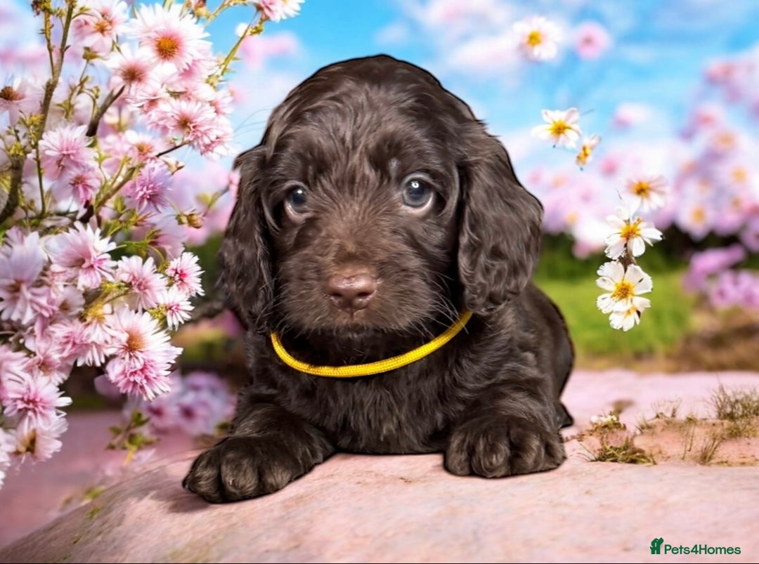 Cockapoo dogs for sale: F1 health clear stunning cockapoos - Image 6