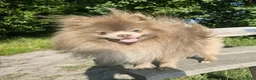 Pomeranian dogs for sale: KC Young Adult Male and Female six mo - Advert 14