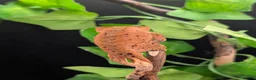 Gecko reptiles for sale: Mixed Morph Crested Gecko - Advert 3