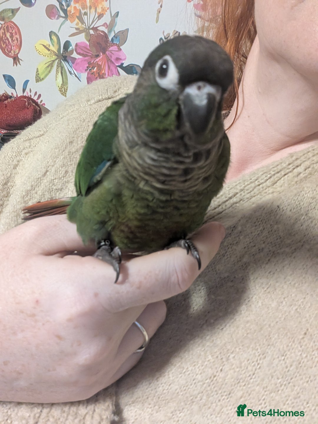 Conures birds for sale: Green check conure  - Image 3