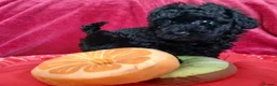 Toy Poodle dogs for sale: RKC registered Toy Poodle Pups - Advert 8