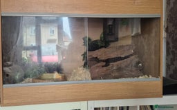 Corn Snake reptiles for sale: 2 corn snakes - Image 3