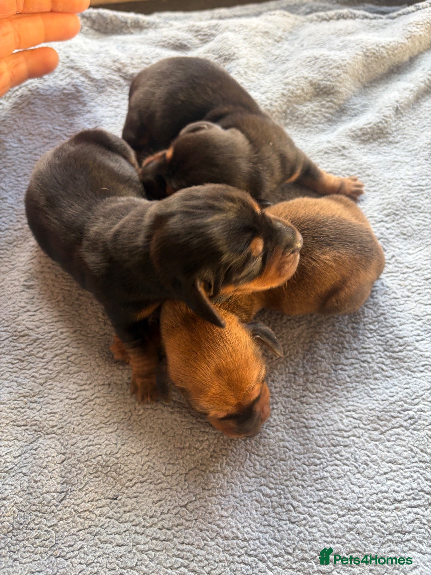 Miniature Dachshund dogs Miniature dachshund licensed breeder  - Advert 2