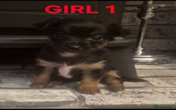 Mixed Breed dogs for sale: Miniature Jack Russell x Chihuahua Pups - Image 4