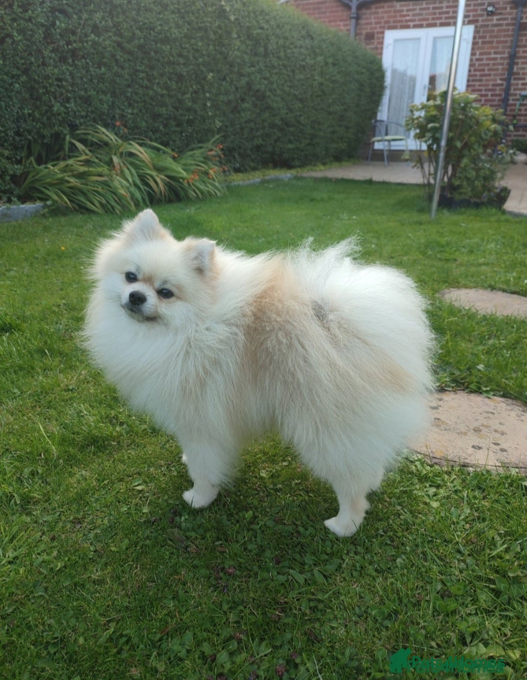 Pomeranian dogs for sale: Pomeranian male KC puppy  - Advert 10