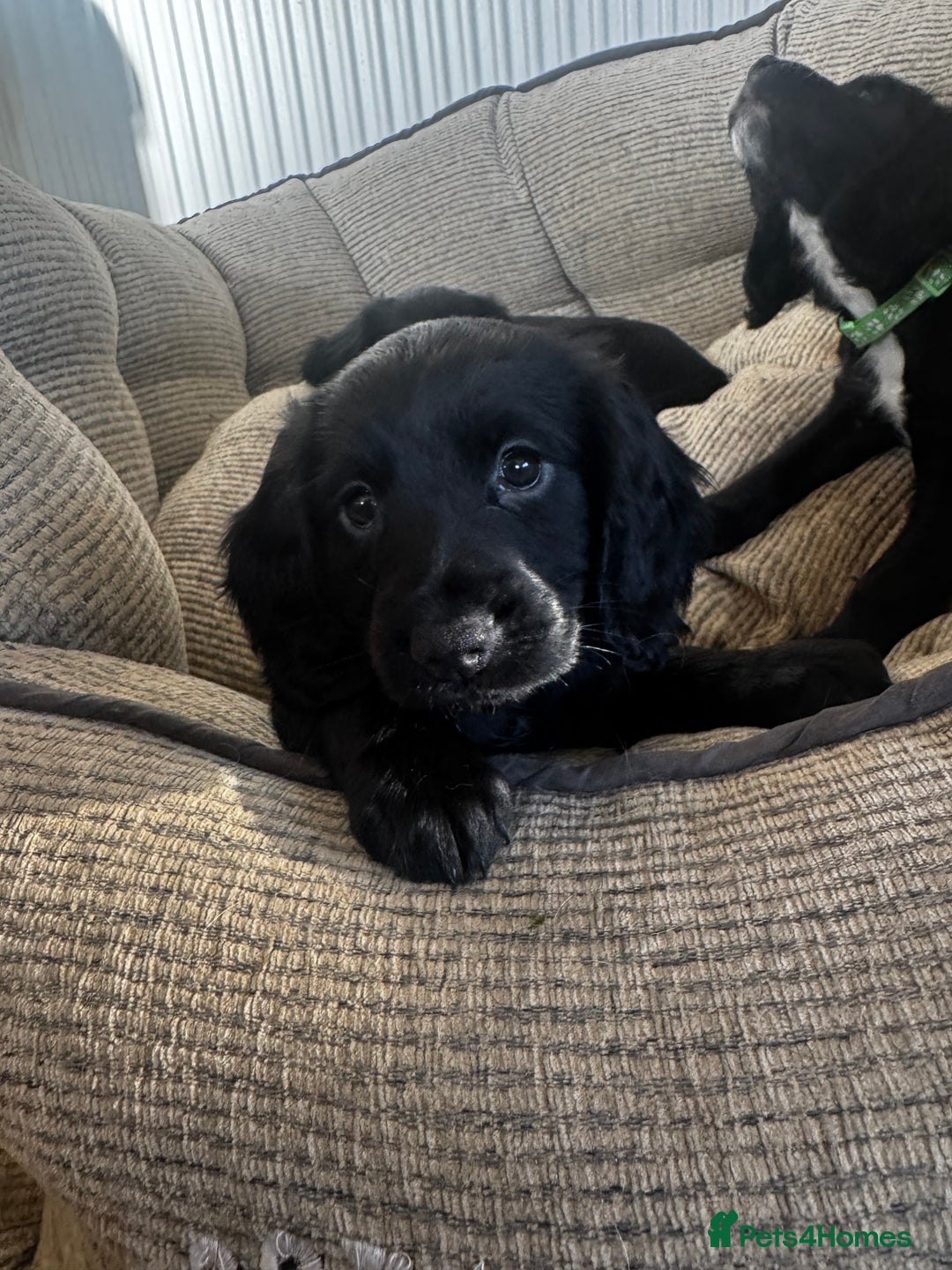 Cocker Spaniel dogs for sale: Working Cocker Spaniels for Sale - Advert 6