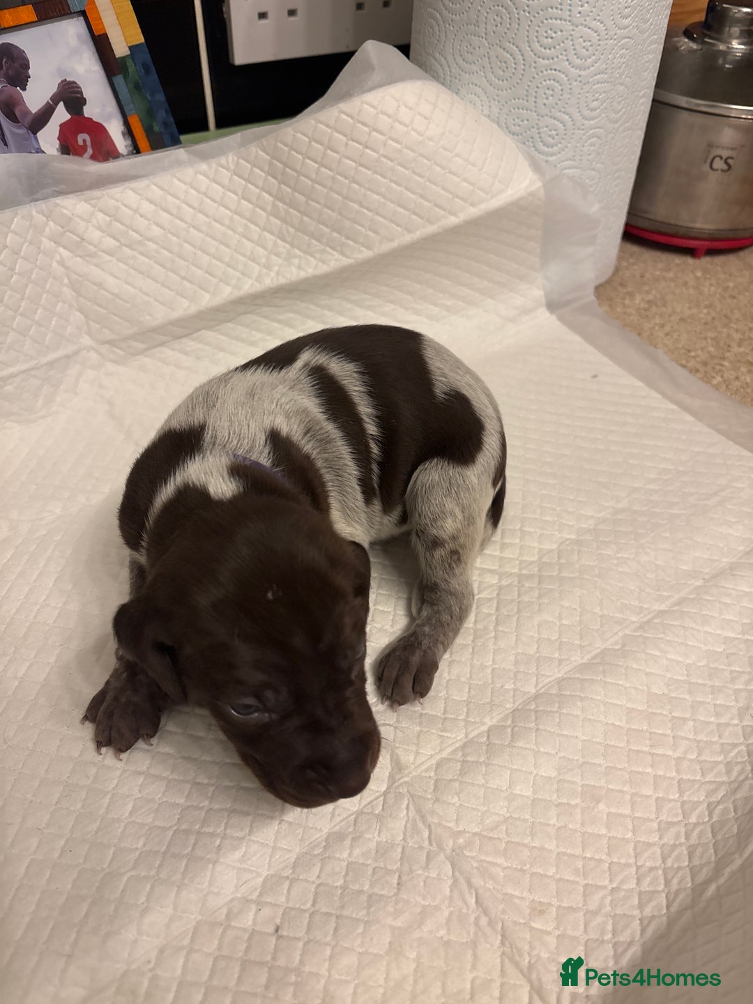 German Shorthaired Pointer dogs for sale: Mischew’s puppies - Image 4