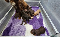 Cocker Spaniel dogs for sale: 8 AMAZING KC REG WORKING COCKER SPANIEL PUPPIES - Image 28