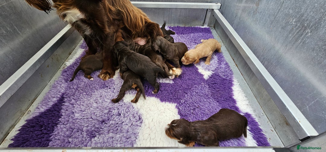 Cocker Spaniel dogs for sale: 8 AMAZING KC REG WORKING COCKER SPANIEL PUPPIES - Image 28