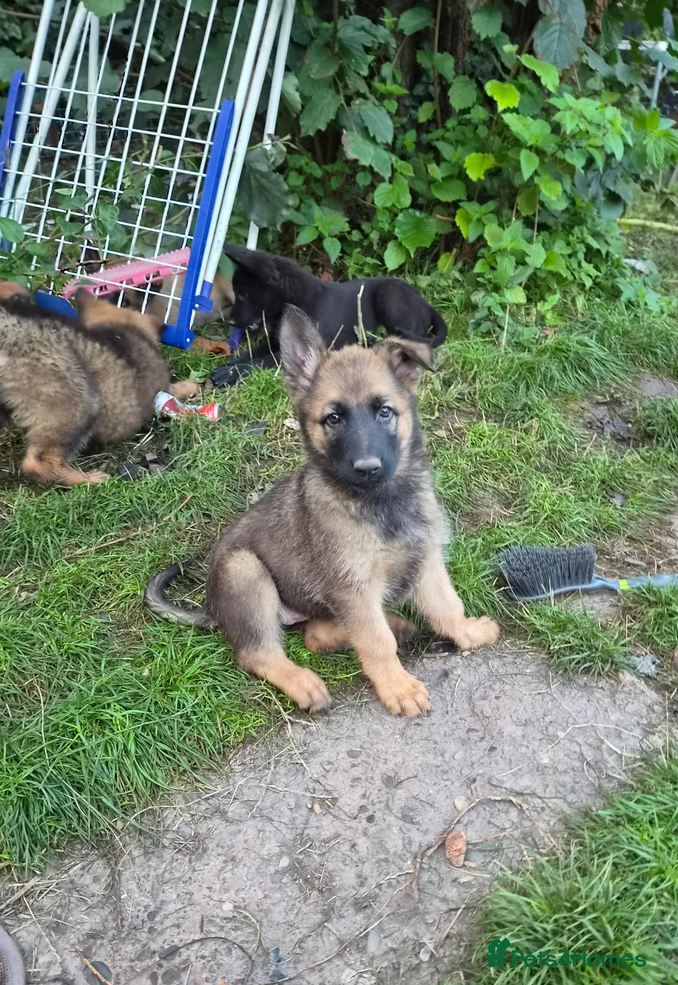 German Shepherd dogs DDR German Shepherds  - Advert 2