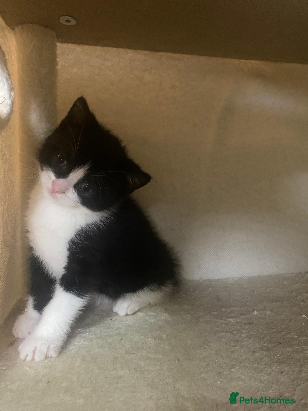 Mixed Breed cats for sale: 1/2 British shorthair/mixed kittens - Advert 11