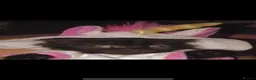 Bengal cats for sale: Black beautiful kitten  - Advert 7