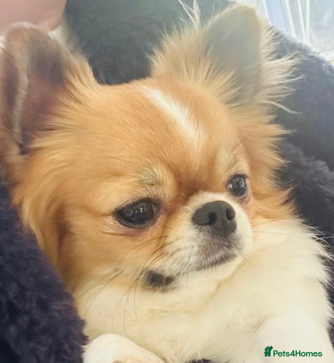 Chihuahua dogs for stud: KC Registered Long Coat Chihuahua Stud Available - Advert 3