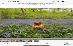 Labrador Retriever dogs for sale: Stunning Pure Labrador retriever puppies - Image 35