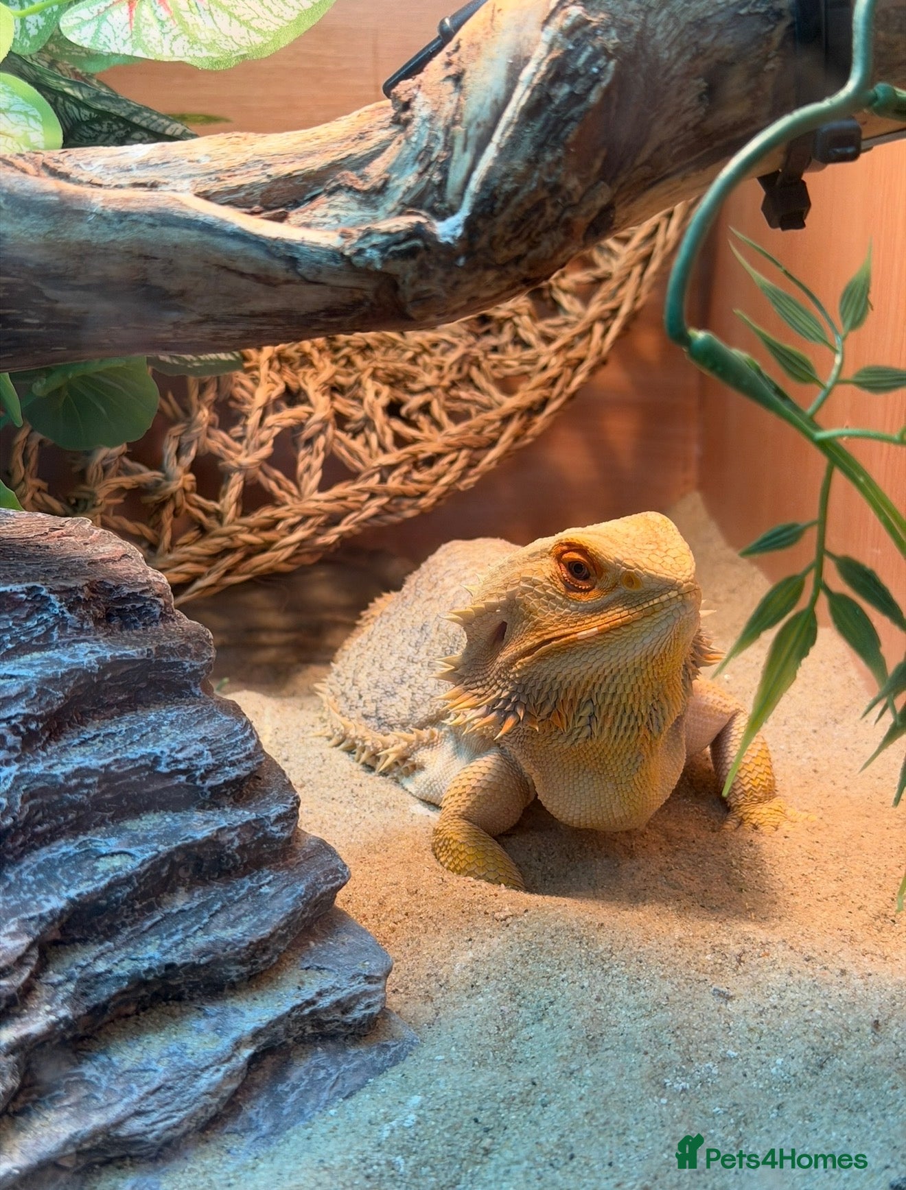 Bearded Dragon reptiles Bearded Dragon and Full Set up  - Advert 1