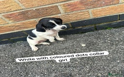 Mixed Breed dogs for sale: Beautiful litter of cocker Jacks - Image 5