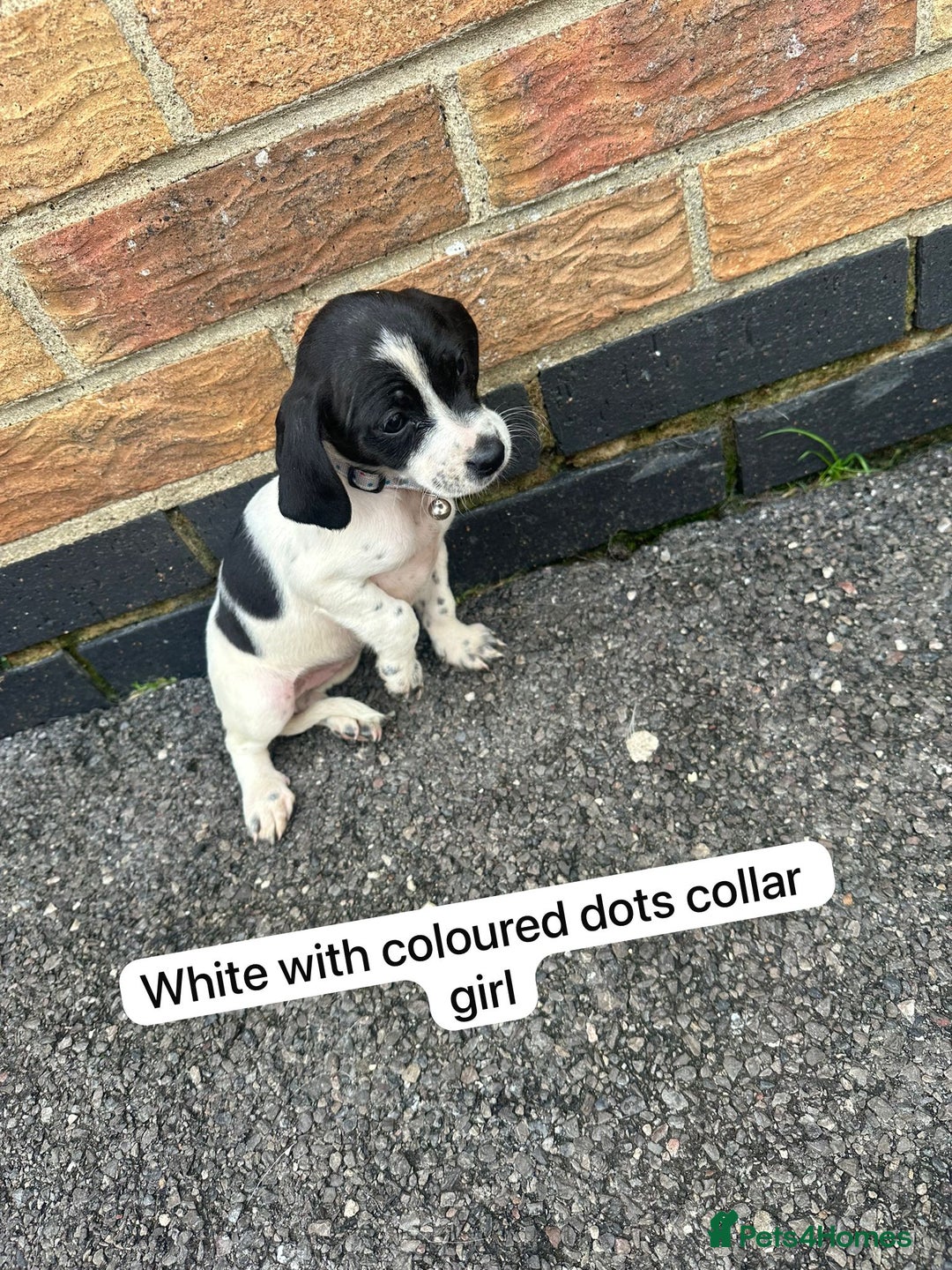 Mixed Breed dogs for sale: Beautiful litter of cocker Jacks - Image 5