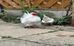 Chickens poultry for sale: White Frizzle Serama Bantam chicken Rooster - Advert 1