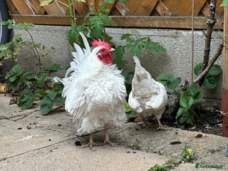 Chickens poultry White Frizzle Serama Bantam chicken Rooster - Advert 3