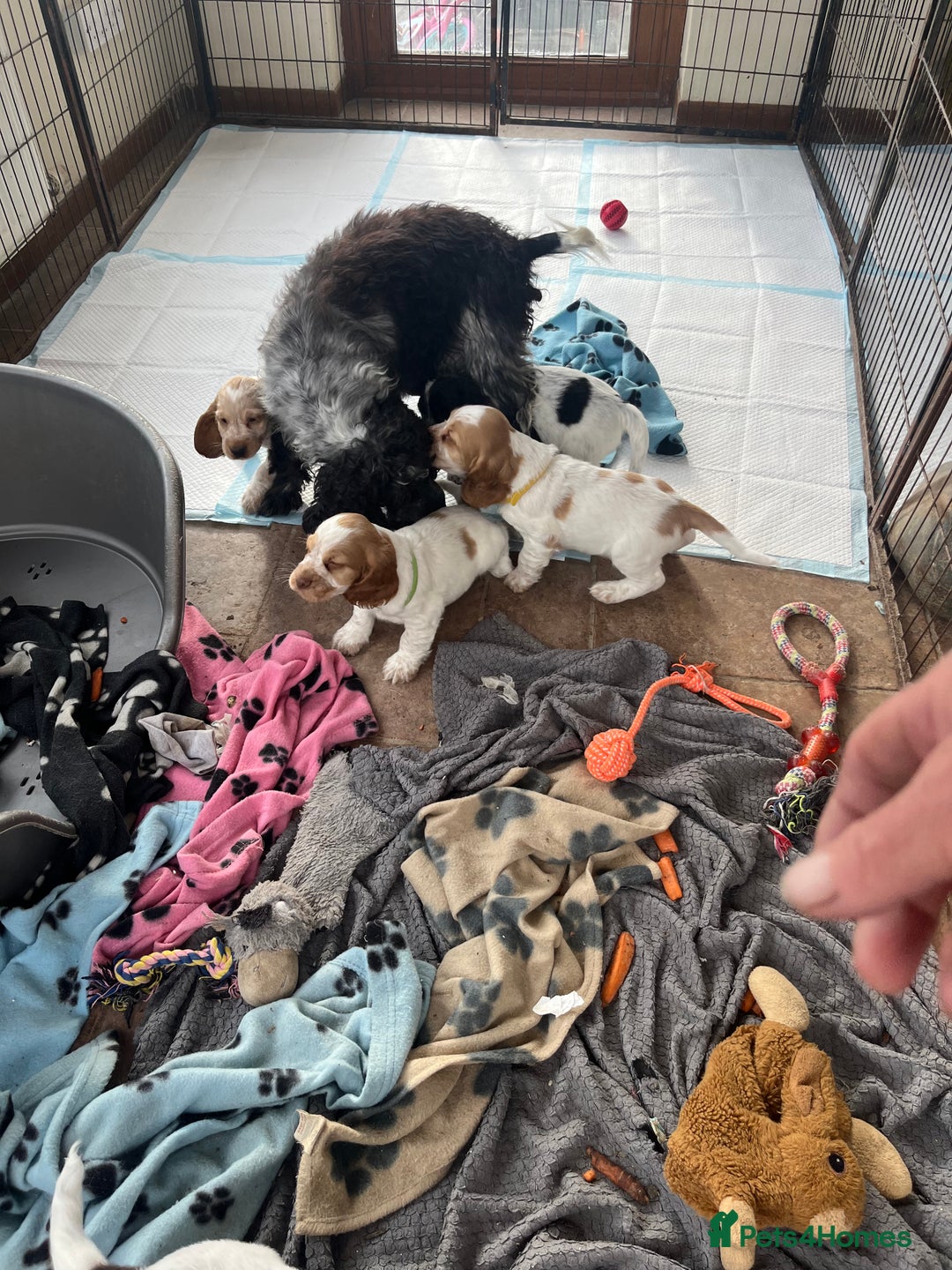 Cocker Spaniel dogs for sale: Stunning show type cocker spaniel puppies  - Image 10