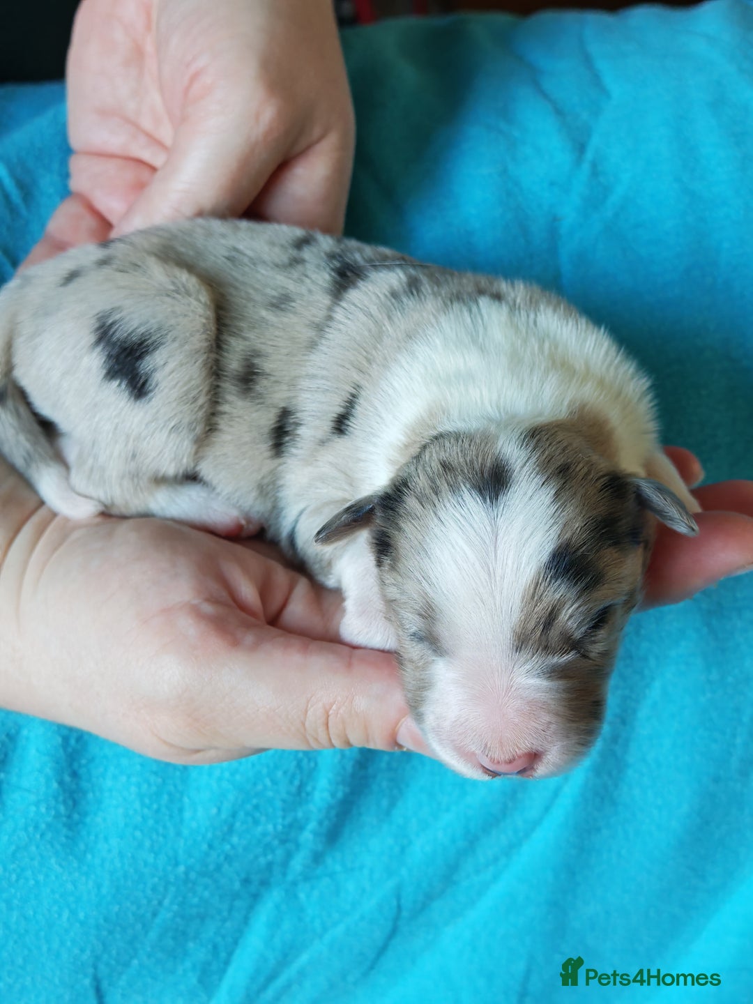 Border Collie dogs for sale: KC registered border collie puppies  - Advert 24