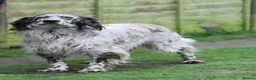 English Setter dogs for adoption: Alfie - Advert 2