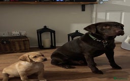 Labrador Retriever dogs for sale: Koda and Meave  - Image 8
