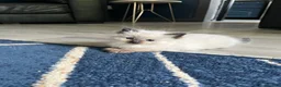 Ragdoll cats for sale: Stunning fur purebred ragdolls - Advert 14