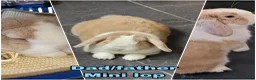 Lionhead rabbits for sale: Lop lionhead bunnies!  in Stockport - Advert 15